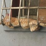 Ovo su najčudnija mjesta i poze u kojima spavaju mačke: Broj 6 će vas nasmijati do suza