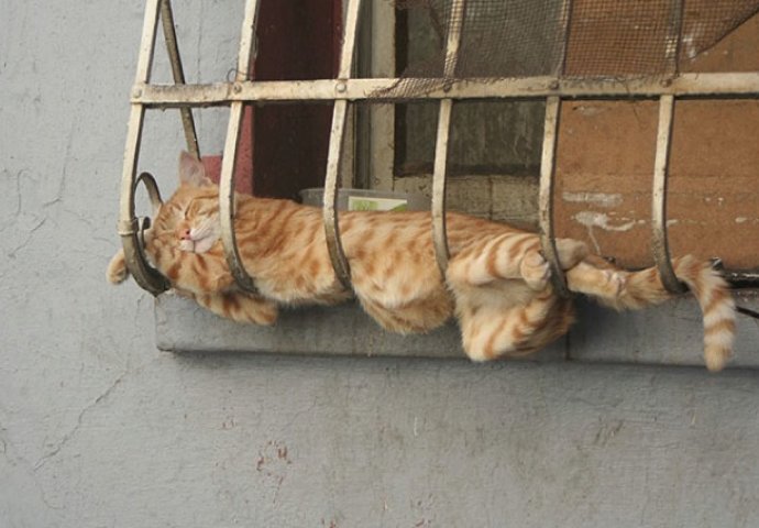 Ovo su najčudnija mjesta i poze u kojima spavaju mačke: Broj 6 će vas nasmijati do suza
