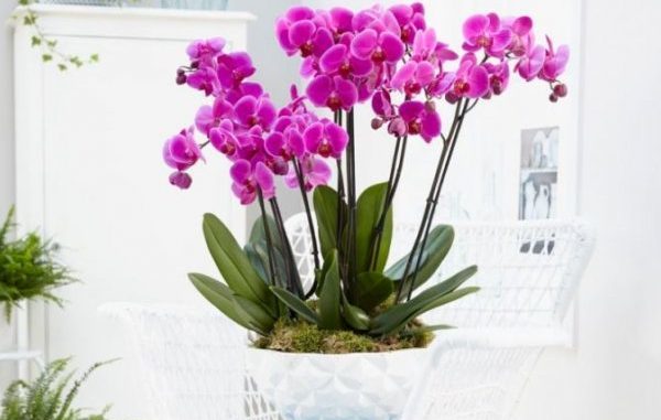 ZA KRATKO VRIJEME ĆETE BITI ODUŠEVLJENI: Trik da vam orhideje CVJETAJU KAO LUDE