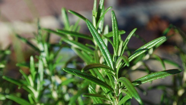 Ako udišete svaki dan 5 minuta miris ove biljke, možete povećati pamćenje za 75 posto!
