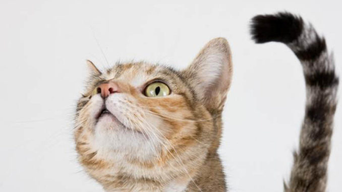 Mačke i komunikacija: Kada vaša mačka uvrne rep na gore, to ima specijalno značenje!