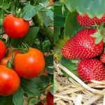 Soda bikarbona može potpuno da zamijeni pesticide: Kako je koristiti u bašti da spasite voće i povrće od propadanja
